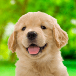 My Dog Me Puppy Simulator MOD Unlimited Money APKs 2.2.1